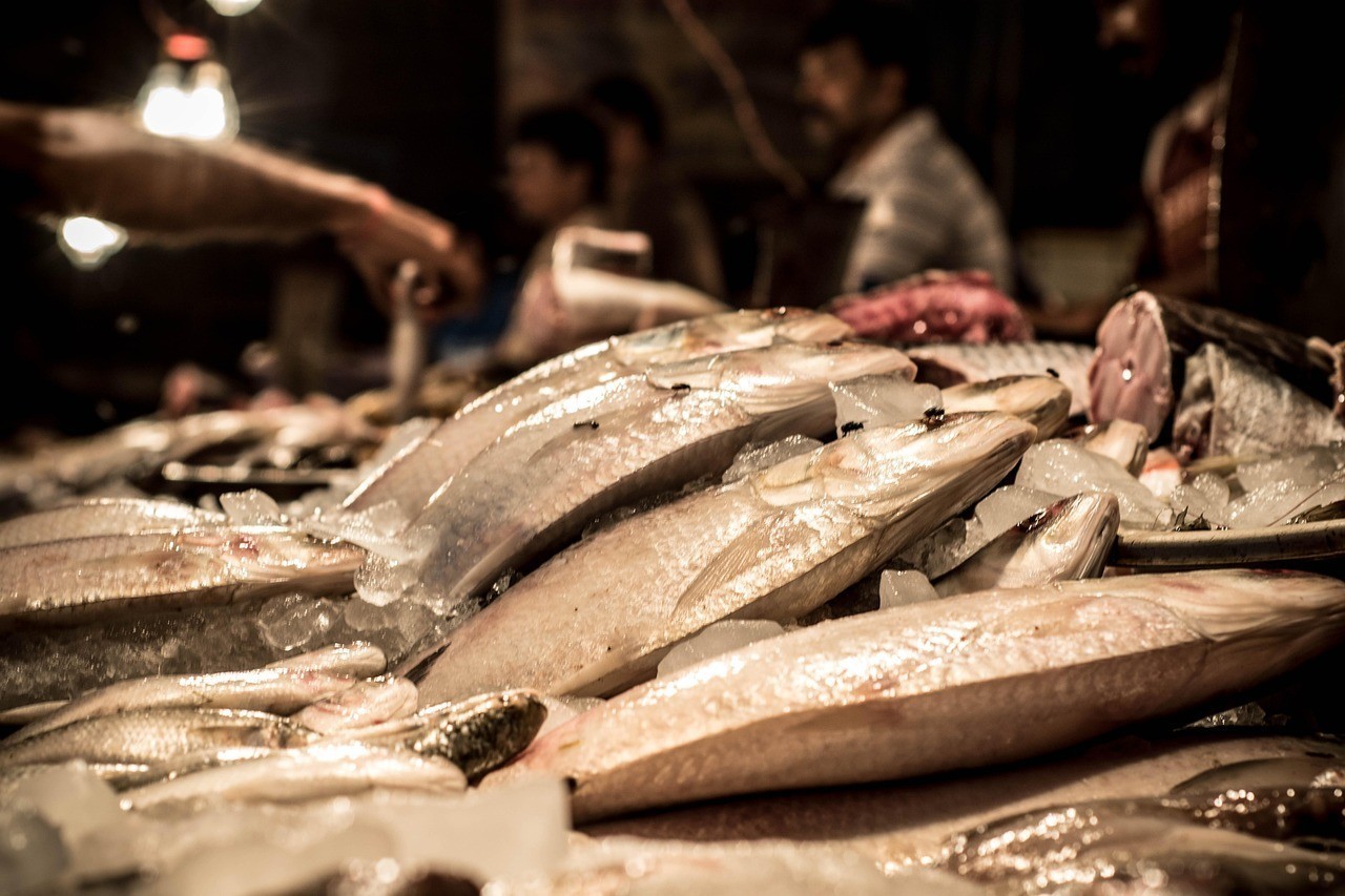 銀龍魚發快遞到了要多久去拿貨呢，銀龍魚快遞發貨時間受多種因素影響銀龍魚的健康因素