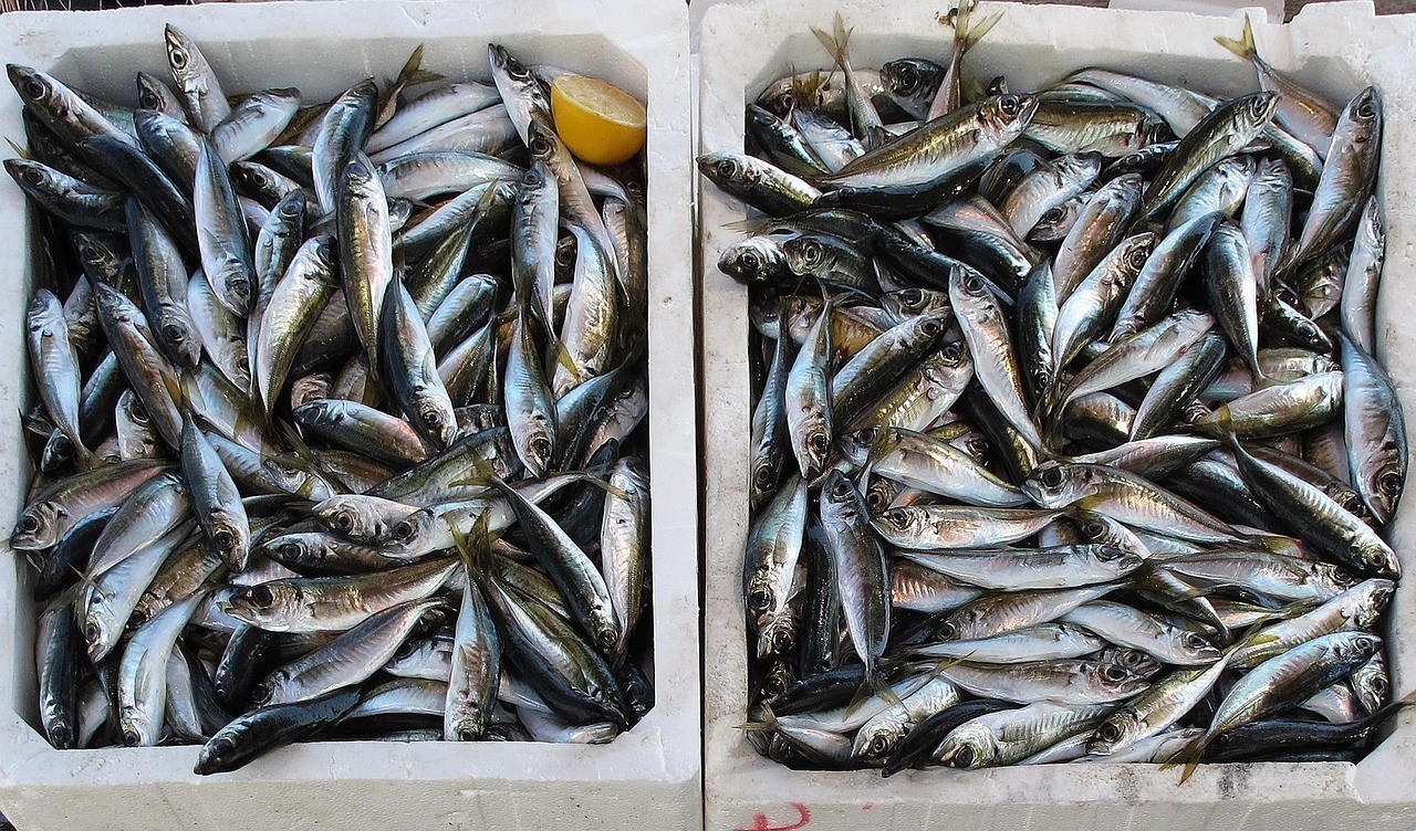 銀龍魚多大才開始吃魚,銀龍魚的捕獵技能生疏,銀龍魚的捕食小魚的三步訓(xùn)練法 水族問答 第1張 銀龍魚多大才開始吃魚,銀龍魚的捕獵技能生疏,銀龍魚的捕食小魚的三步訓(xùn)練法 銀龍魚多大才開始吃魚,銀龍魚的捕獵技能生疏,銀龍魚的捕食小魚的三步訓(xùn)練法 水族問答 第1張