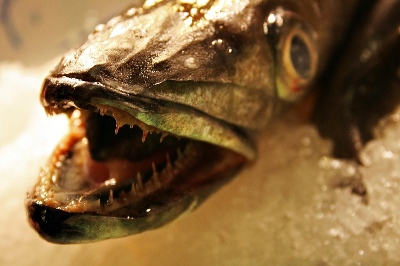 養龍魚用多大的缸合適，《寒冷地帶則要著重保溫措施》龍魚養殖容器大小至關重要