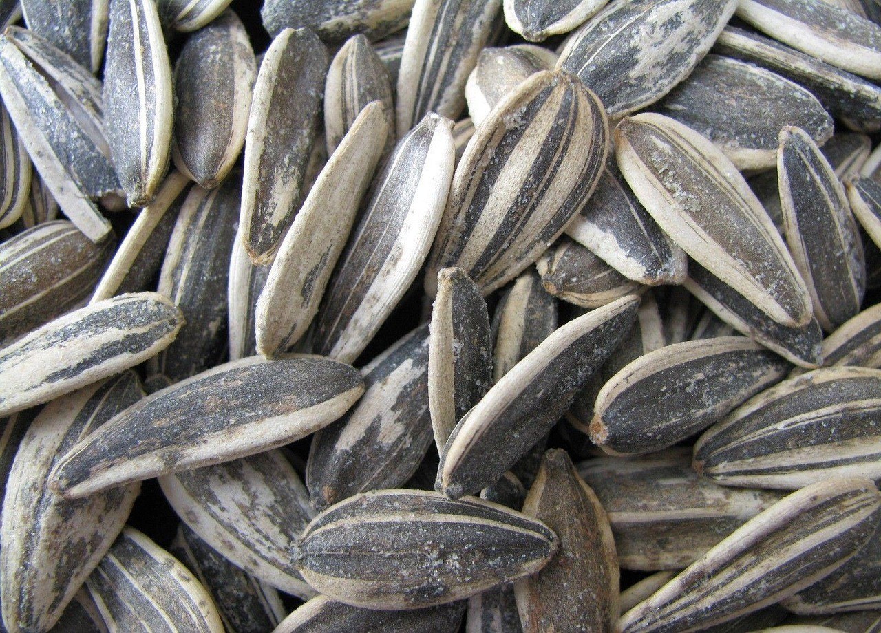 養(yǎng)金龍魚(yú)對(duì)主人的好處，《養(yǎng)金龍魚(yú)對(duì)主人的好處》金龍魚(yú)對(duì)主人的好處 養(yǎng)金龍魚(yú)對(duì)主人的好處，《養(yǎng)金龍魚(yú)對(duì)主人的好處》金龍魚(yú)對(duì)主人的好處 水族問(wèn)答