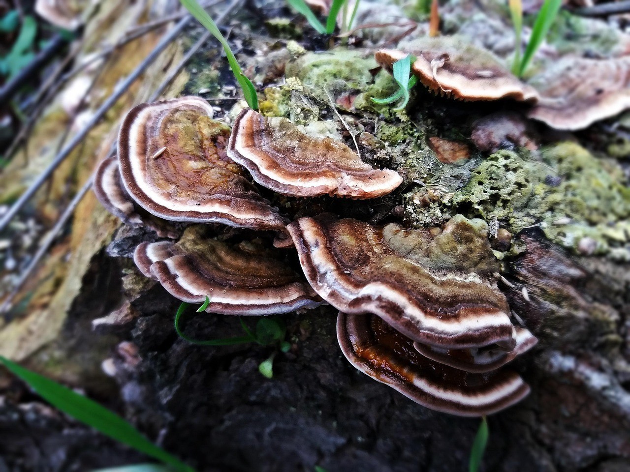 哪種藥物治療龍魚寄生蟲最安全？，關(guān)于龍魚寄生蟲的一些問題