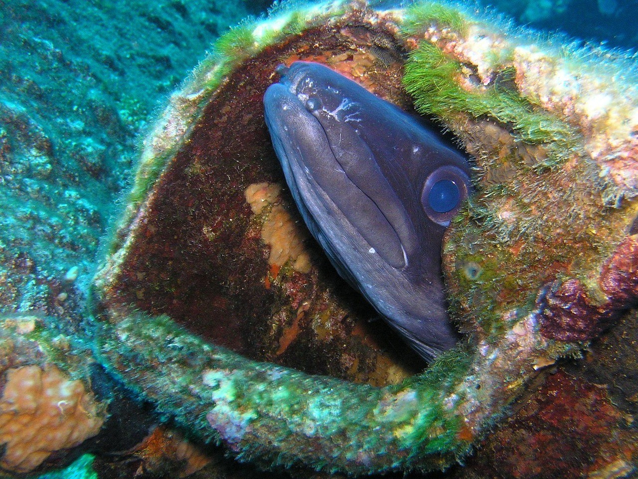 曼龍魚一公一母會打架嗎，養殖曼龍魚的注意事項 曼龍魚一公一母會打架嗎，養殖曼龍魚的注意事項 水族問答 第1張