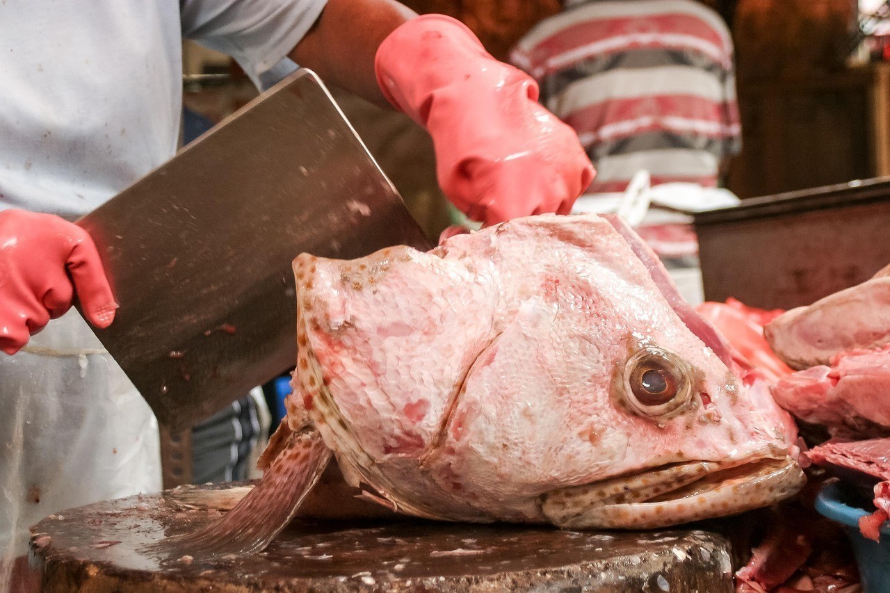 龍魚喂泥鰍需要去頭嗎，飼養(yǎng)龍魚并投喂泥鰍兼顧健康成長(zhǎng)與行為刺激需求
