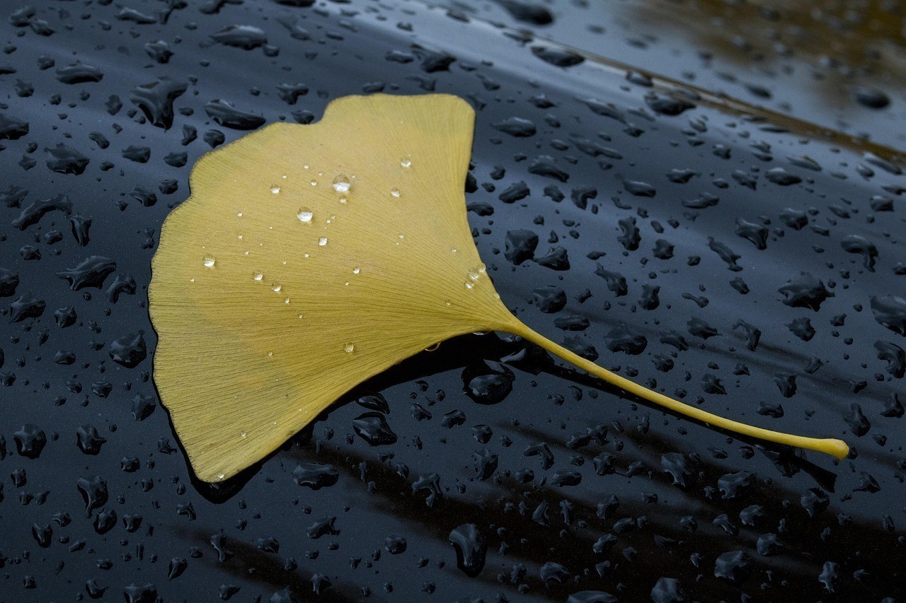 龍魚死了最好的處理方法，《龍魚死了最好的處理方法》