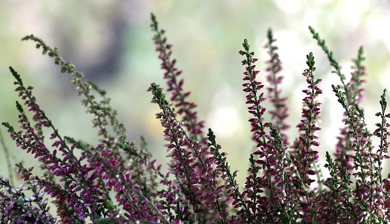 龍魚能養三條在一起嗎，《龍魚能養三條在一起嗎》水族愛好者會思考能否將三條龍魚一同飼養