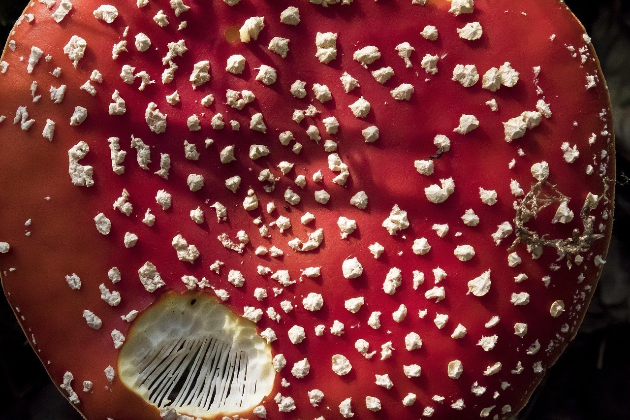 龍魚鱗潰爛有紅血的治療方法，《龍魚鱗潰爛有紅血的治療方法摘要》者富含維生素的治療方法摘要