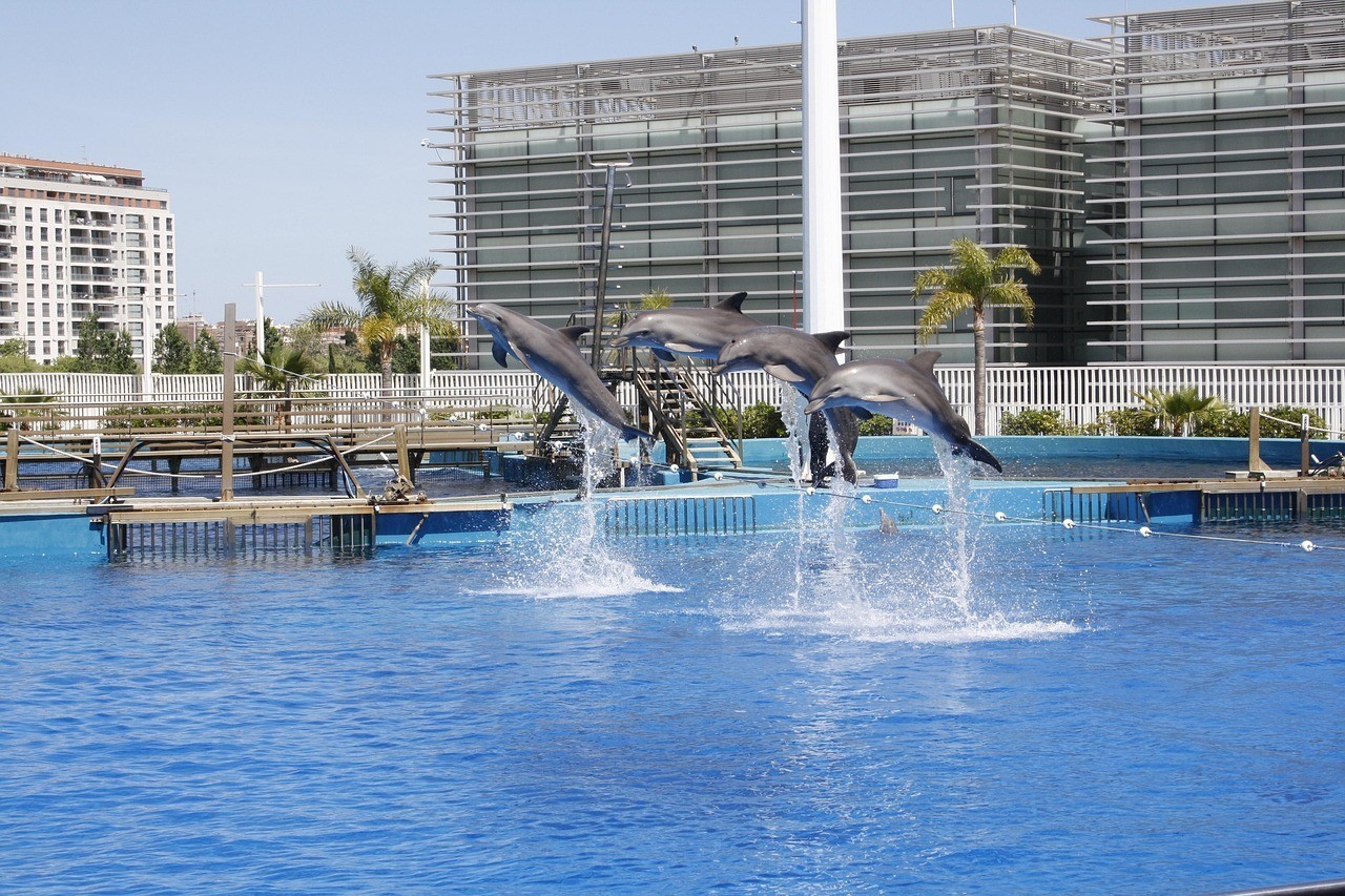 勐臘水族店，云南勐臘縣水族店哪個口碑最好哪個口碑最好