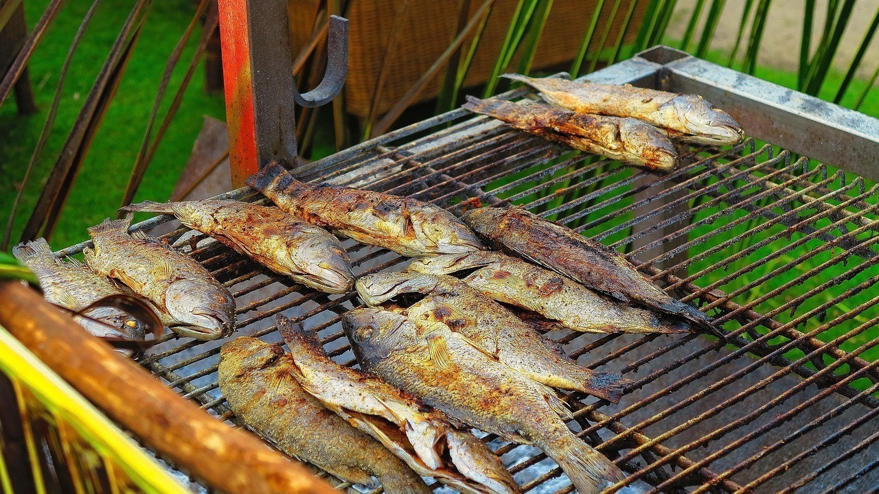 龍魚幾天不喂會餓死嗎，探討“龍魚幾天不喂會餓死嗎”這一問題具有影響繁殖性能