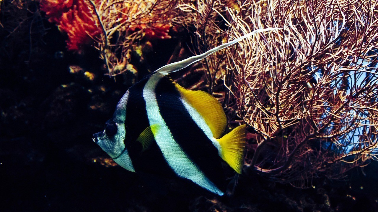 民樂水族店，民樂縣魚躍龍門水族館 民樂水族店，民樂縣魚躍龍門水族館 全國水族館企業(yè)名錄 第2張