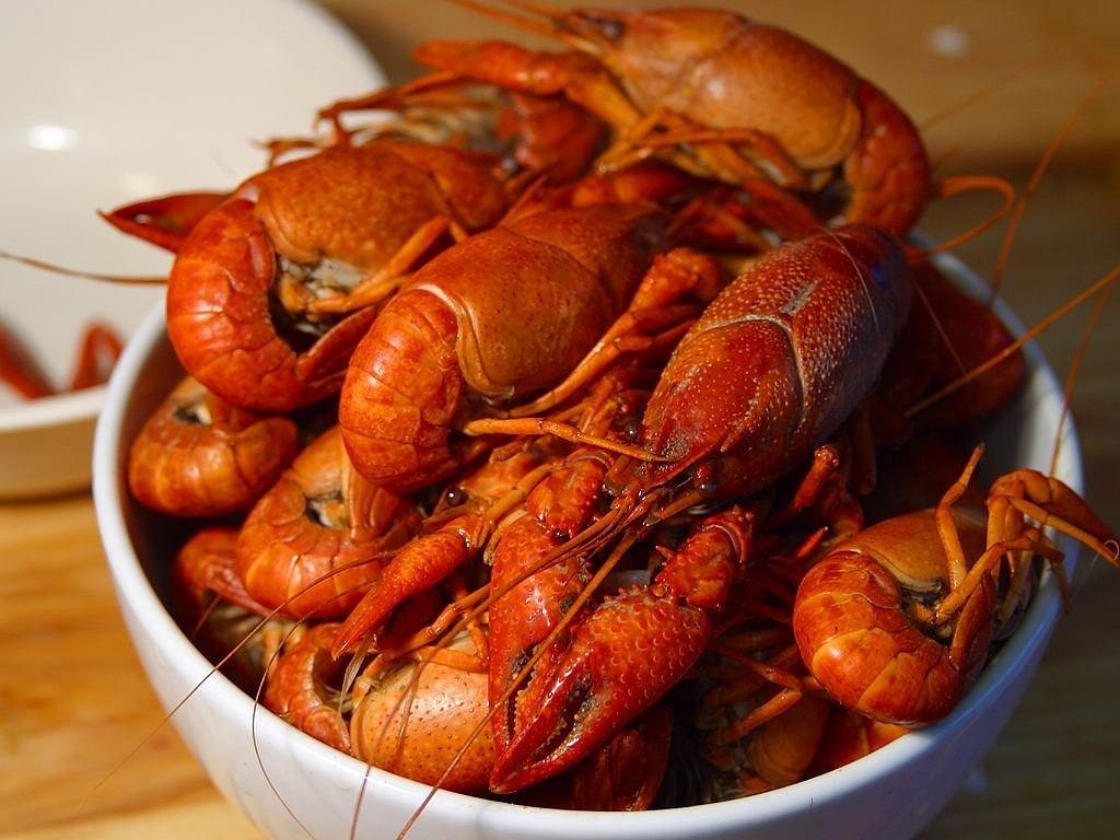 龍魚吃凍蝦嚼了吐出來，如何判斷龍魚吃凍蝦患有口腔疾病 龍魚吃凍蝦嚼了吐出來，如何判斷龍魚吃凍蝦患有口腔疾病 水族問答 第1張