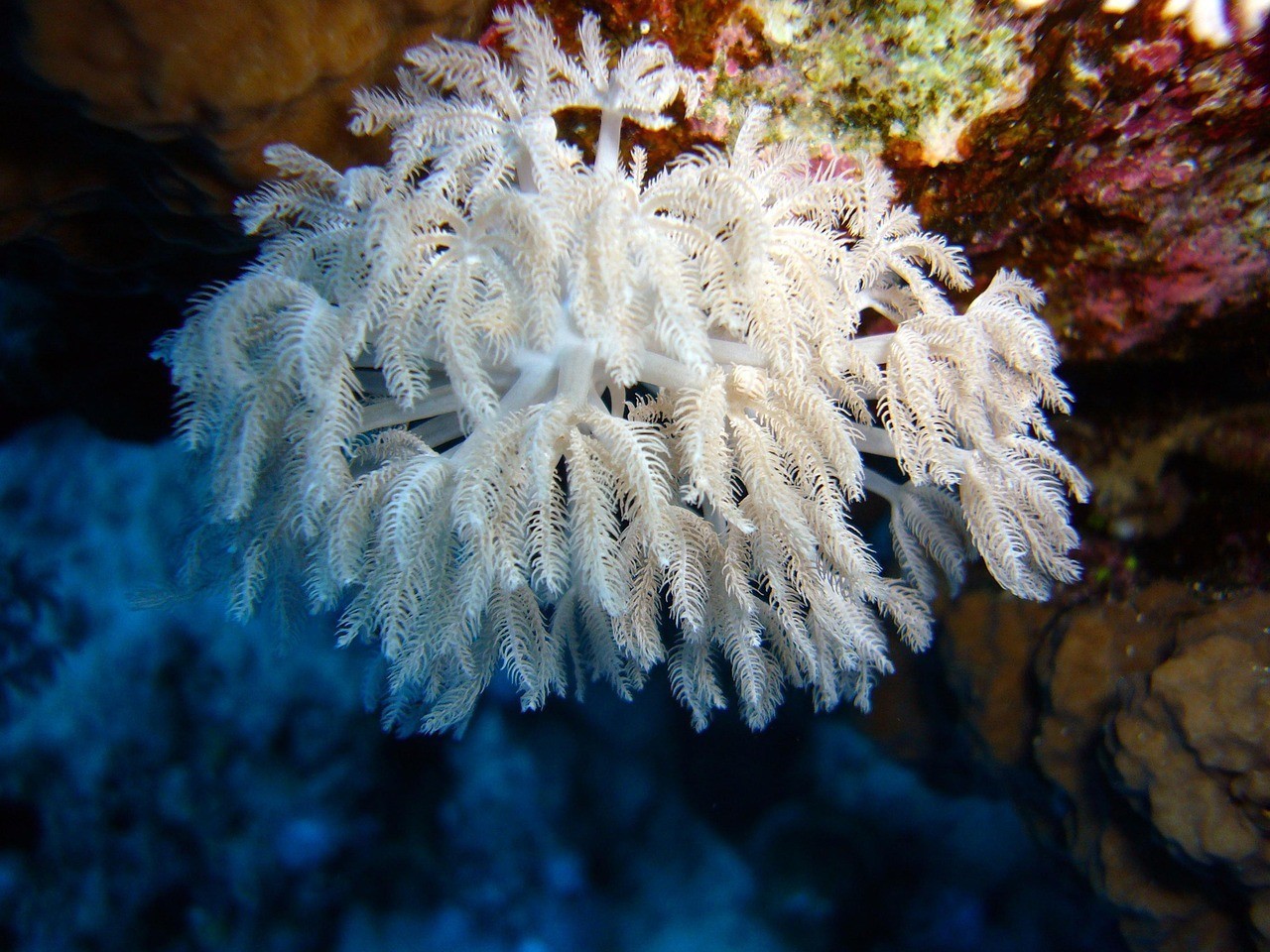 龍魚沉缸底是什么原因,養殖龍魚的注意事項 水族問答 第1張 龍魚沉缸底是什么原因,養殖龍魚的注意事項 龍魚沉缸底是什么原因,養殖龍魚的注意事項 水族問答 第1張