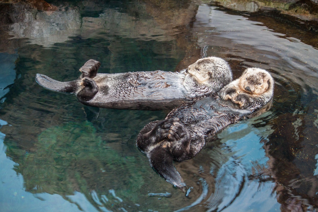 商洛水族批發市場，商洛水族批發市場是當地重要的水族產品集散地是當地重要的水族產品集散地