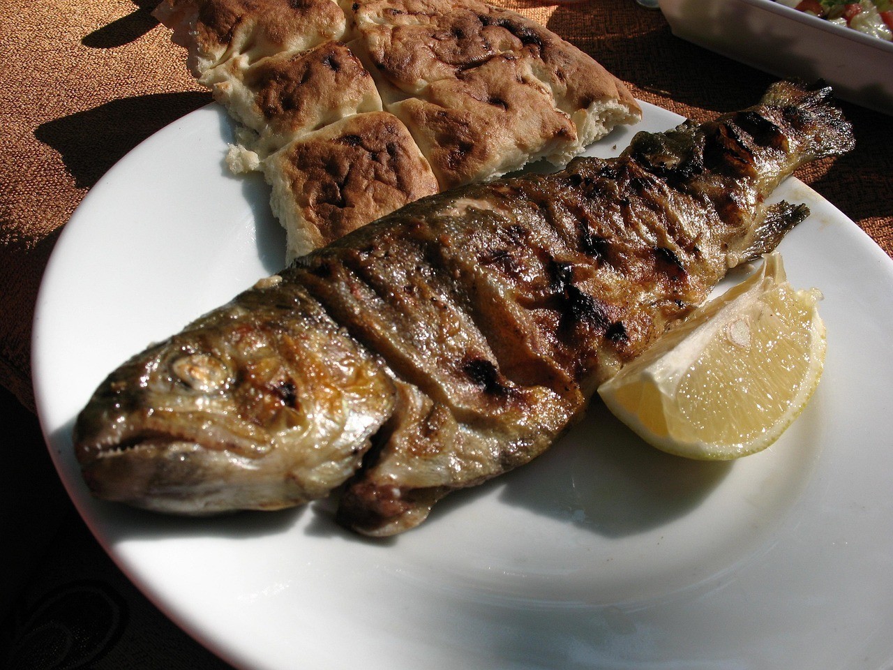 雷龍魚最簡單三個食物，《雷龍魚最簡單三個食物》24小時內不基礎飼喂要點