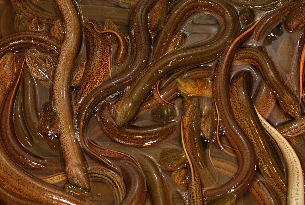 雷龍魚單養還是雙養，《上雷龍魚，再嘗試引入》 雷龍魚單養還是雙養，《上雷龍魚，再嘗試引入》 水族問答 第1張