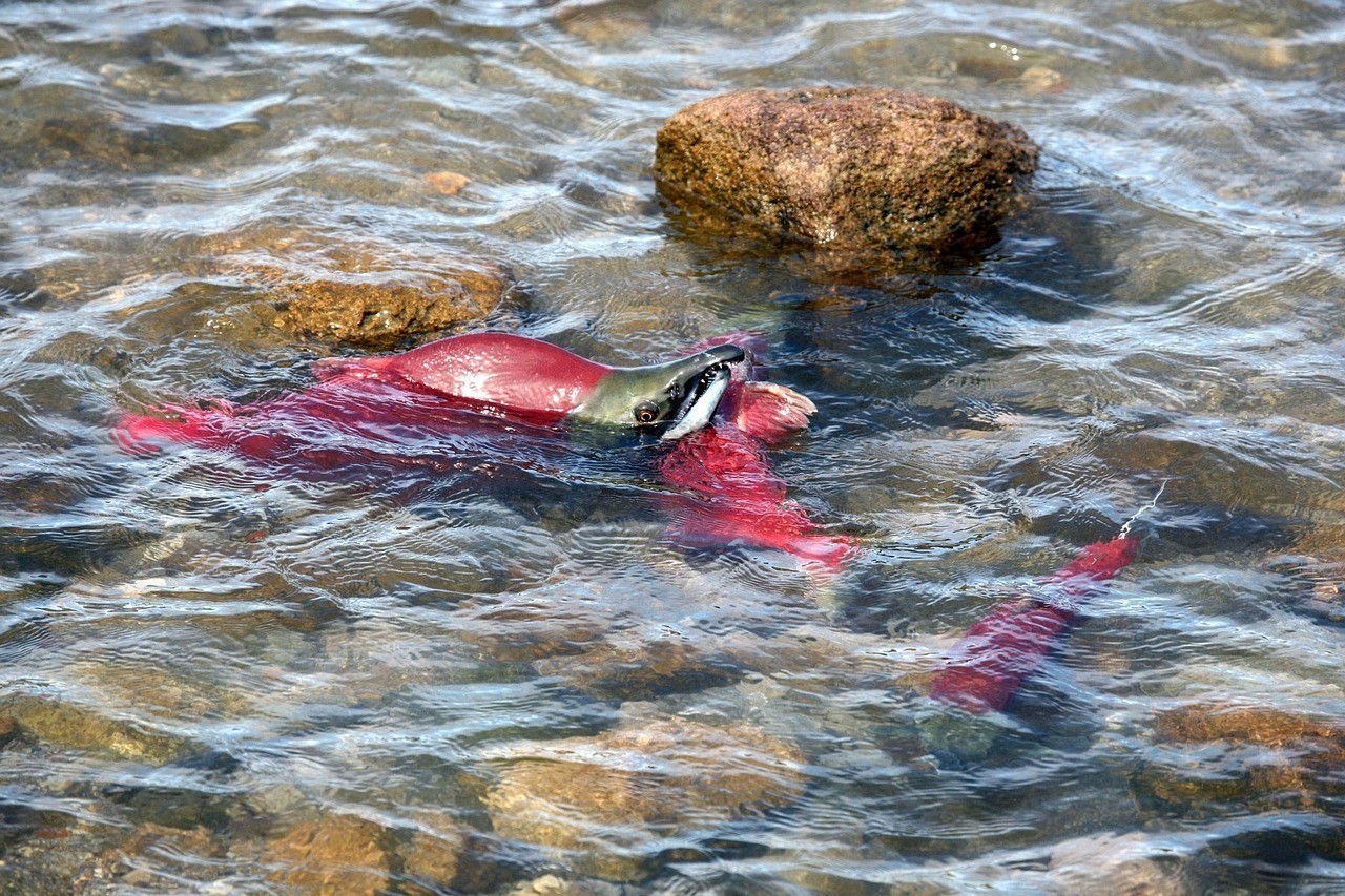 藍曼龍魚生卵過程，影響藍曼龍魚產卵的因素 藍曼龍魚生卵過程，影響藍曼龍魚產卵的因素 水族問答 第1張