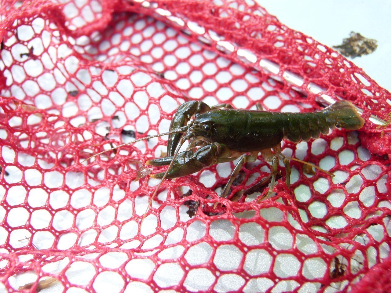25公分龍魚可以喂小蝦嗎，2>25公分龍魚能否安全因食用化酶活性較低 25公分龍魚可以喂小蝦嗎，2>25公分龍魚能否安全因食用化酶活性較低 水族問答 第1張