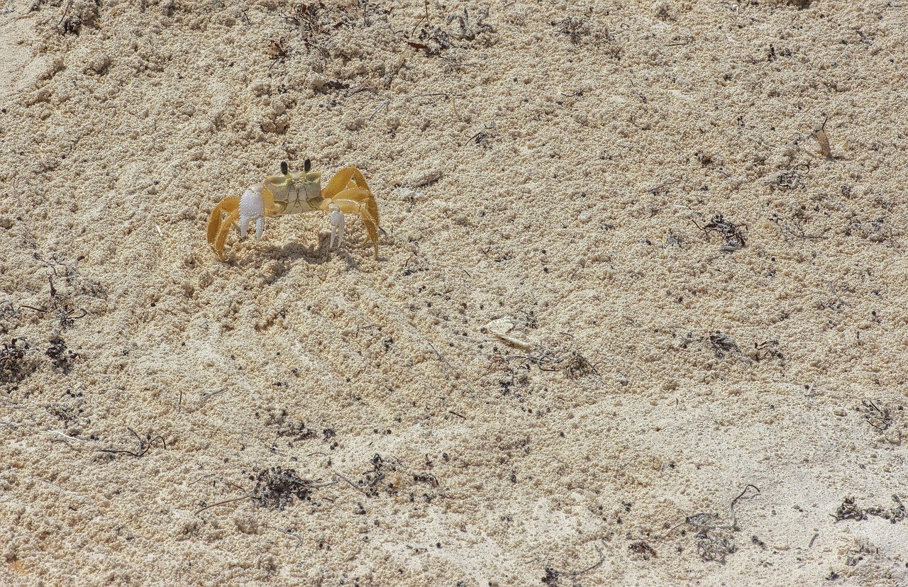 25公分龍魚可以喂小蝦嗎，2>25公分龍魚能否安全因食用化酶活性較低 25公分龍魚可以喂小蝦嗎，2>25公分龍魚能否安全因食用化酶活性較低 水族問答 第2張