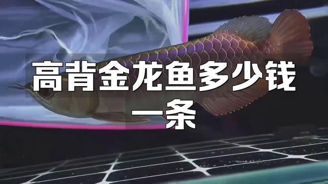 高背金龍魚的市場價格有波動嗎？，高背金龍魚多少錢一條文絮阿姨金龍魚多少錢一條文絮阿姨