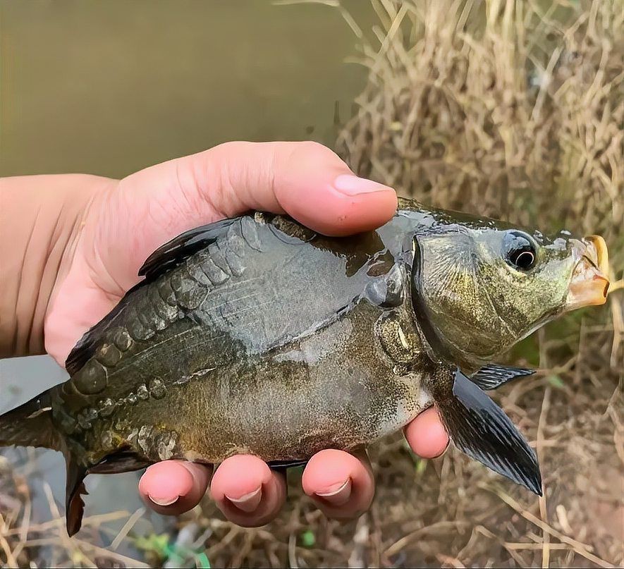 裸鯉和三道鱗的區別|湖北男子釣上“三道鱗”,鯉魚頭鯽魚身，網友：起鍋燒油野釣