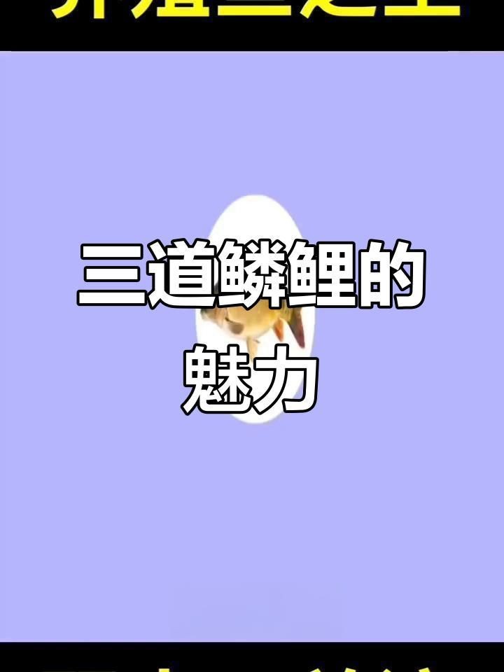 裸鯉和三道鱗的區(qū)別|湖北男子釣上“三道鱗”,鯉魚頭鯽魚身，網(wǎng)友：起鍋燒油野釣