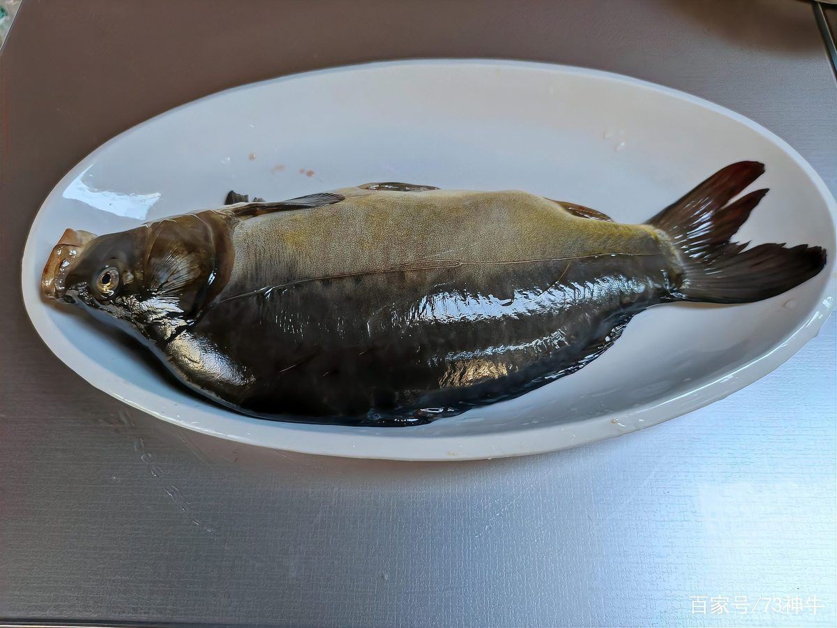 裸鯉和三道鱗的區(qū)別|湖北男子釣上“三道鱗”,鯉魚頭鯽魚身，網(wǎng)友：起鍋燒油野釣