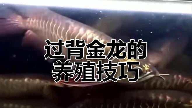 過背金龍多久開始爬背|過背金龍魚養多久才上色