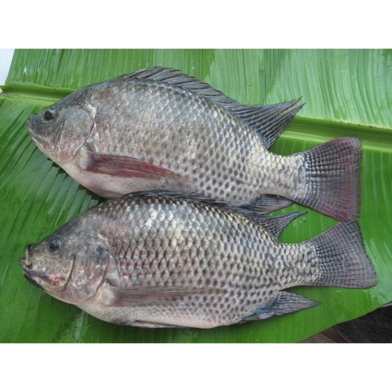 非洲金鼓魚屬于什么檔次|非洲金鼓魚互動性最好的觀賞魚排名第六深受養好者喜愛