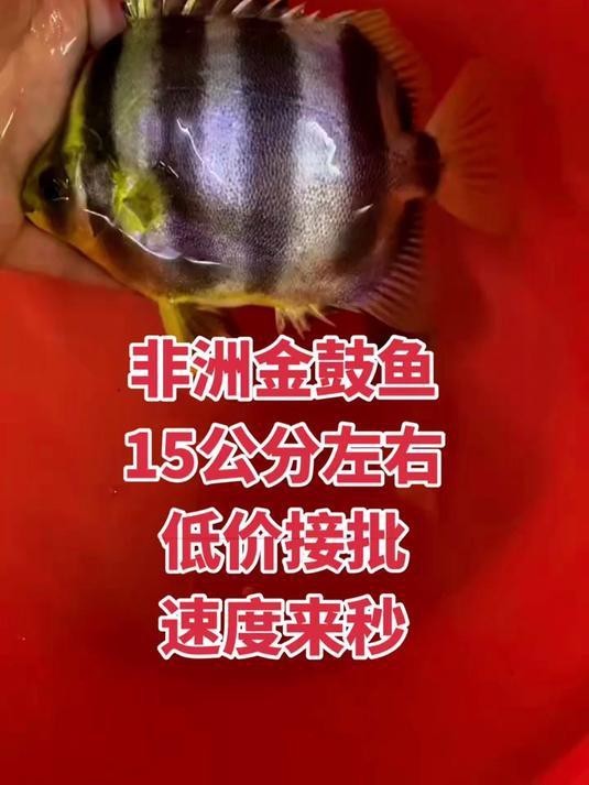 非洲金鼓魚屬于什么檔次|非洲金鼓魚互動性最好的觀賞魚排名第六深受養好者喜愛