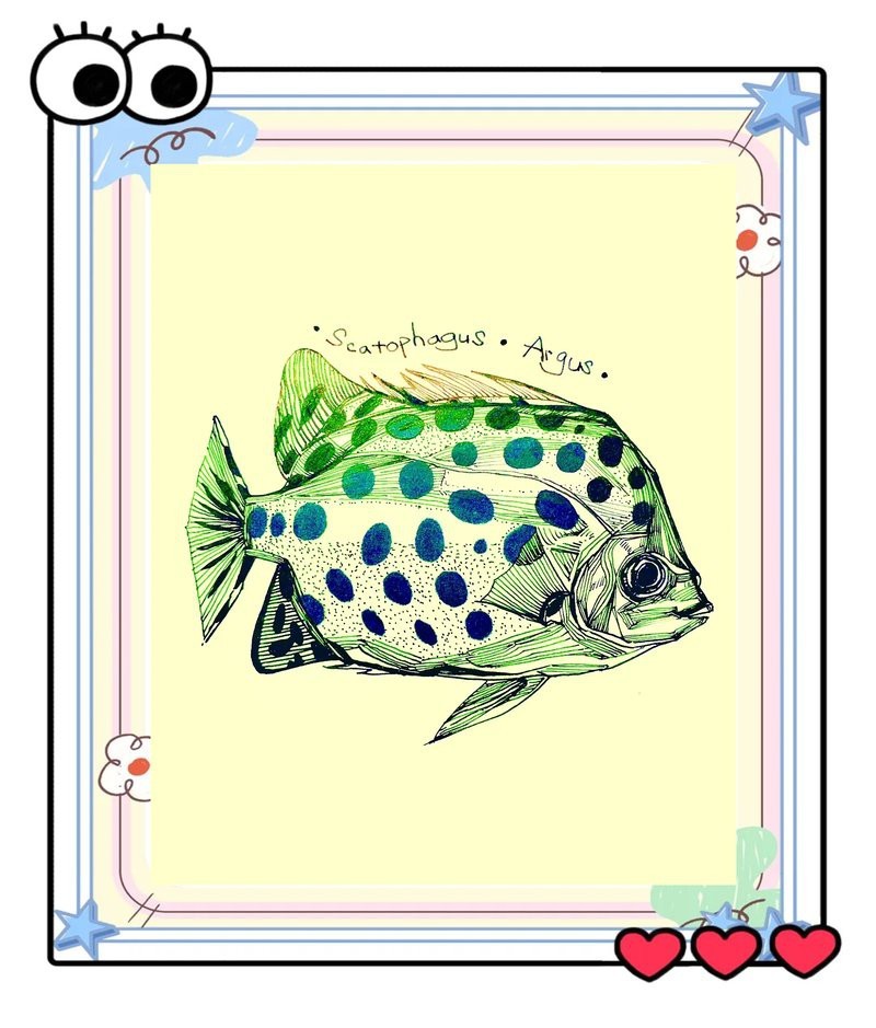 非洲金鼓魚屬于什么檔次|非洲金鼓魚互動性最好的觀賞魚排名第六深受養好者喜愛