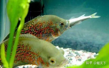 紅龍魚多久能認主人？|盤點紅龍魚多久能認主人，紅龍魚認主后會有哪些表現 紅龍魚多久能認主人？|盤點紅龍魚多久能認主人，紅龍魚認主后會有哪些表現 龍魚論壇 第2張