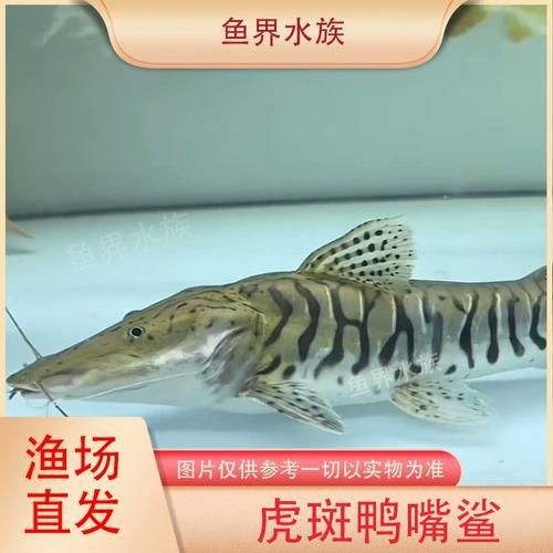 虎紋鴨嘴鯊圖片|虎紋鴨嘴鯊是一種極具特色的淡水魚類 龍魚論壇 第1張 虎紋鴨嘴鯊圖片|虎紋鴨嘴鯊是一種極具特色的淡水魚類 虎紋鴨嘴鯊圖片|虎紋鴨嘴鯊是一種極具特色的淡水魚類 龍魚論壇 第1張