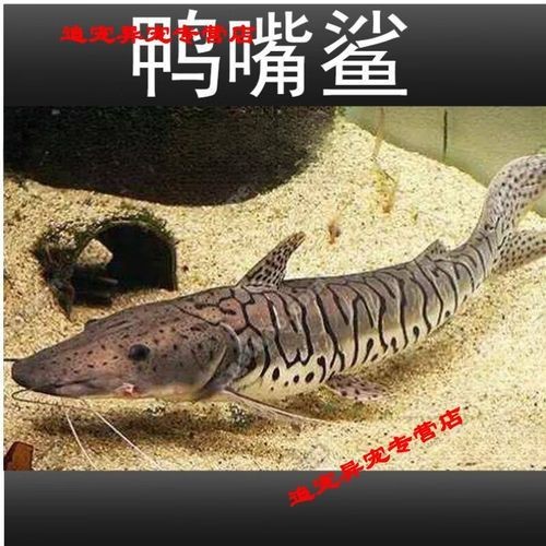 虎紋鴨嘴鯊圖片|虎紋鴨嘴鯊是一種極具特色的淡水魚類 龍魚論壇 第3張 虎紋鴨嘴鯊圖片|虎紋鴨嘴鯊是一種極具特色的淡水魚類 虎紋鴨嘴鯊圖片|虎紋鴨嘴鯊是一種極具特色的淡水魚類 龍魚論壇 第3張