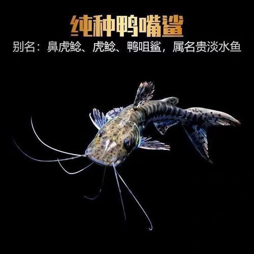 虎紋鴨嘴鯊圖片|虎紋鴨嘴鯊是一種極具特色的淡水魚類 龍魚論壇 第5張 虎紋鴨嘴鯊圖片|虎紋鴨嘴鯊是一種極具特色的淡水魚類 虎紋鴨嘴鯊圖片|虎紋鴨嘴鯊是一種極具特色的淡水魚類 龍魚論壇 第5張