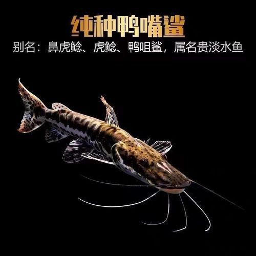 虎紋鴨嘴鯊圖片|虎紋鴨嘴鯊是一種極具特色的淡水魚類 龍魚論壇 第16張 虎紋鴨嘴鯊圖片|虎紋鴨嘴鯊是一種極具特色的淡水魚類 虎紋鴨嘴鯊圖片|虎紋鴨嘴鯊是一種極具特色的淡水魚類 龍魚論壇 第16張