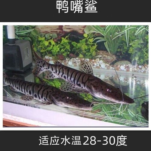 虎紋鴨嘴鯊圖片|虎紋鴨嘴鯊是一種極具特色的淡水魚類 龍魚論壇 第14張 虎紋鴨嘴鯊圖片|虎紋鴨嘴鯊是一種極具特色的淡水魚類 虎紋鴨嘴鯊圖片|虎紋鴨嘴鯊是一種極具特色的淡水魚類 龍魚論壇 第14張