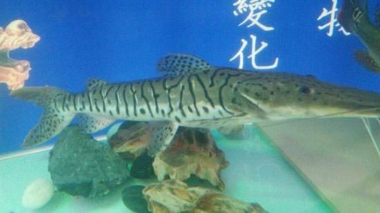 虎紋鴨嘴鯊圖片|虎紋鴨嘴鯊是一種極具特色的淡水魚類 龍魚論壇 第15張 虎紋鴨嘴鯊圖片|虎紋鴨嘴鯊是一種極具特色的淡水魚類 虎紋鴨嘴鯊圖片|虎紋鴨嘴鯊是一種極具特色的淡水魚類 龍魚論壇 第15張