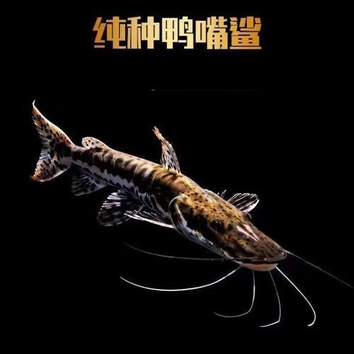 虎紋鴨嘴鯊圖片|虎紋鴨嘴鯊是一種極具特色的淡水魚類 龍魚論壇 第20張 虎紋鴨嘴鯊圖片|虎紋鴨嘴鯊是一種極具特色的淡水魚類 虎紋鴨嘴鯊圖片|虎紋鴨嘴鯊是一種極具特色的淡水魚類 龍魚論壇 第20張