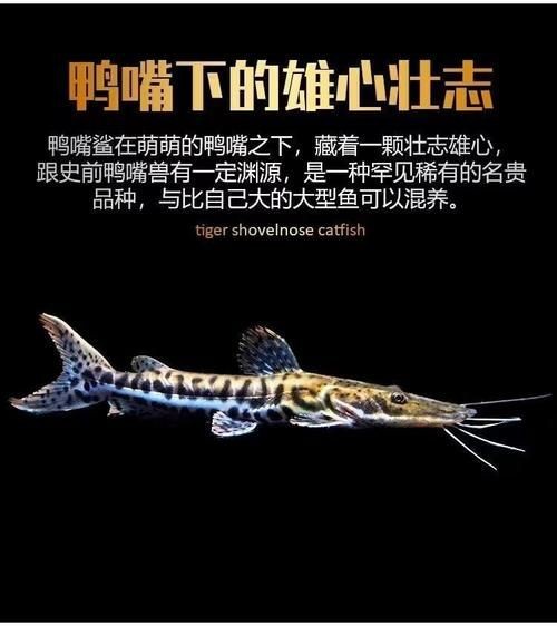 虎紋鴨嘴鯊圖片|虎紋鴨嘴鯊是一種極具特色的淡水魚類 龍魚論壇 第19張 虎紋鴨嘴鯊圖片|虎紋鴨嘴鯊是一種極具特色的淡水魚類 虎紋鴨嘴鯊圖片|虎紋鴨嘴鯊是一種極具特色的淡水魚類 龍魚論壇 第19張