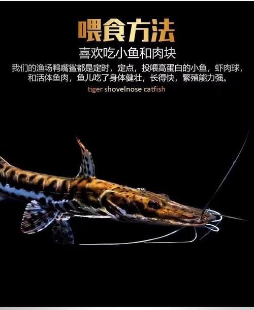 虎紋鴨嘴鯊圖片|虎紋鴨嘴鯊是一種極具特色的淡水魚類 龍魚論壇 第21張 虎紋鴨嘴鯊圖片|虎紋鴨嘴鯊是一種極具特色的淡水魚類 虎紋鴨嘴鯊圖片|虎紋鴨嘴鯊是一種極具特色的淡水魚類 龍魚論壇 第21張