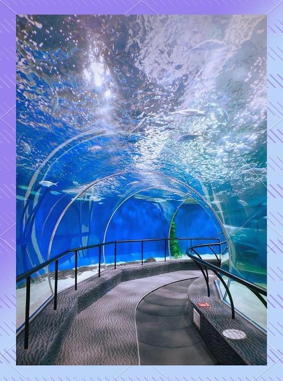 泰州水族店|泰州擁有多家特色鮮明的水族店推薦幾家口碑好的泰州水族店 泰州水族店|泰州擁有多家特色鮮明的水族店推薦幾家口碑好的泰州水族店 全國水族館企業(yè)名錄 第1張