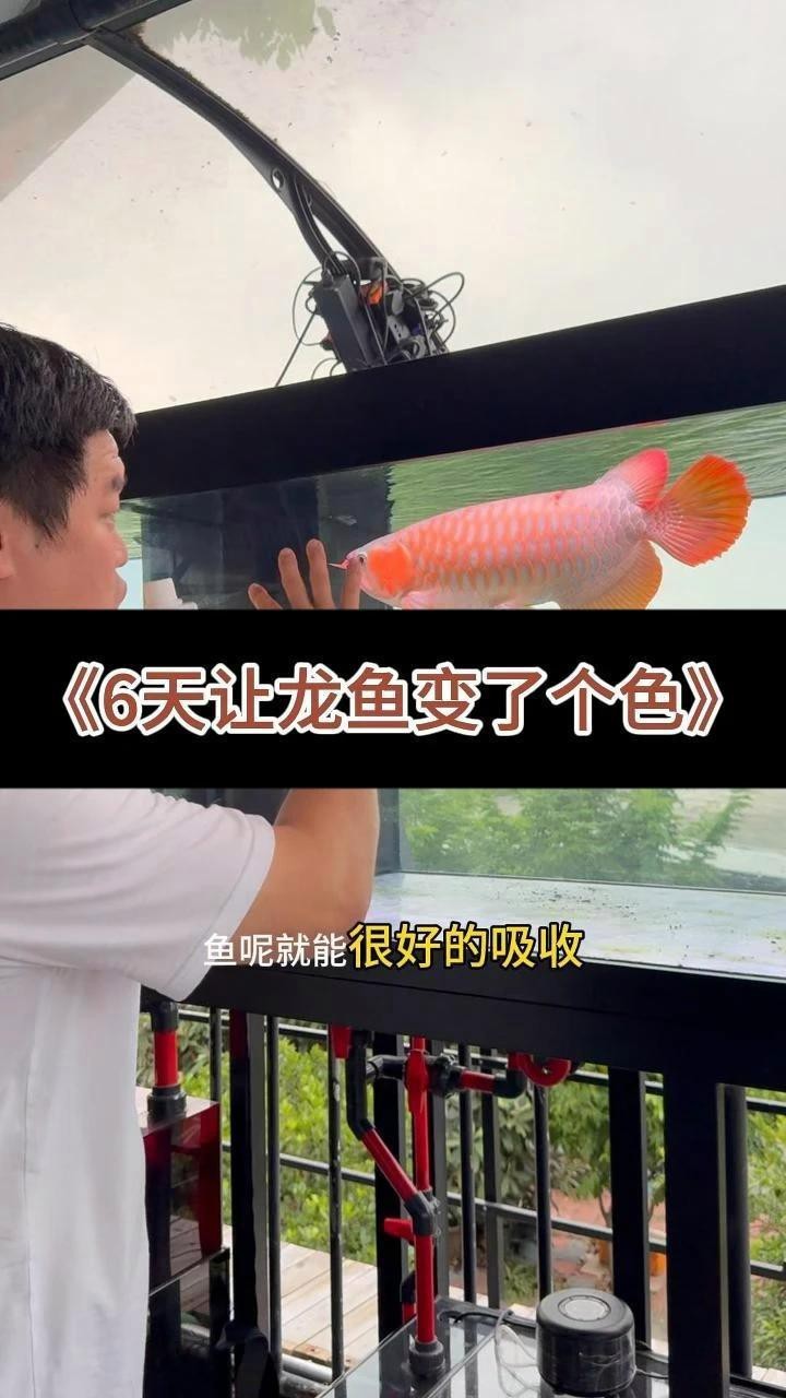 有哪些龍魚(yú)發(fā)色增艷劑|觀賞魚(yú)養(yǎng)魚(yú)日記水族瑪豆維生素魚(yú)缸增艷飼料增色秘訣 有哪些龍魚(yú)發(fā)色增艷劑|觀賞魚(yú)養(yǎng)魚(yú)日記水族瑪豆維生素魚(yú)缸增艷飼料增色秘訣 龍魚(yú)百科 第2張