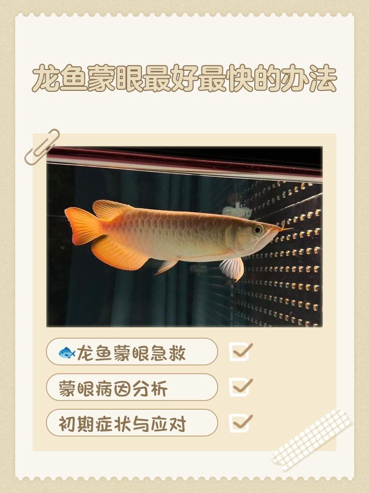紅龍魚眼睛最簡單三個步驟|紅龍魚眼睛護理最簡單有效的三個步驟
