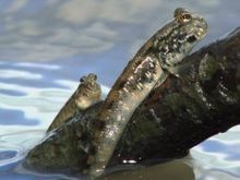彈涂魚可以用淡水養(yǎng)嗎|彈涂魚不能用純淡水直接養(yǎng)殖它屬于淺海近岸魚類 彈涂魚可以用淡水養(yǎng)嗎|彈涂魚不能用純淡水直接養(yǎng)殖它屬于淺海近岸魚類 龍魚論壇 第2張