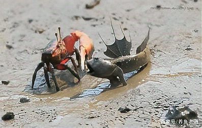 彈涂魚可以用淡水養(yǎng)嗎|彈涂魚不能用純淡水直接養(yǎng)殖它屬于淺海近岸魚類 彈涂魚可以用淡水養(yǎng)嗎|彈涂魚不能用純淡水直接養(yǎng)殖它屬于淺海近岸魚類 龍魚論壇 第3張