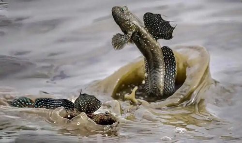 彈涂魚可以用淡水養(yǎng)嗎|彈涂魚不能用純淡水直接養(yǎng)殖它屬于淺海近岸魚類 彈涂魚可以用淡水養(yǎng)嗎|彈涂魚不能用純淡水直接養(yǎng)殖它屬于淺海近岸魚類 龍魚論壇 第5張