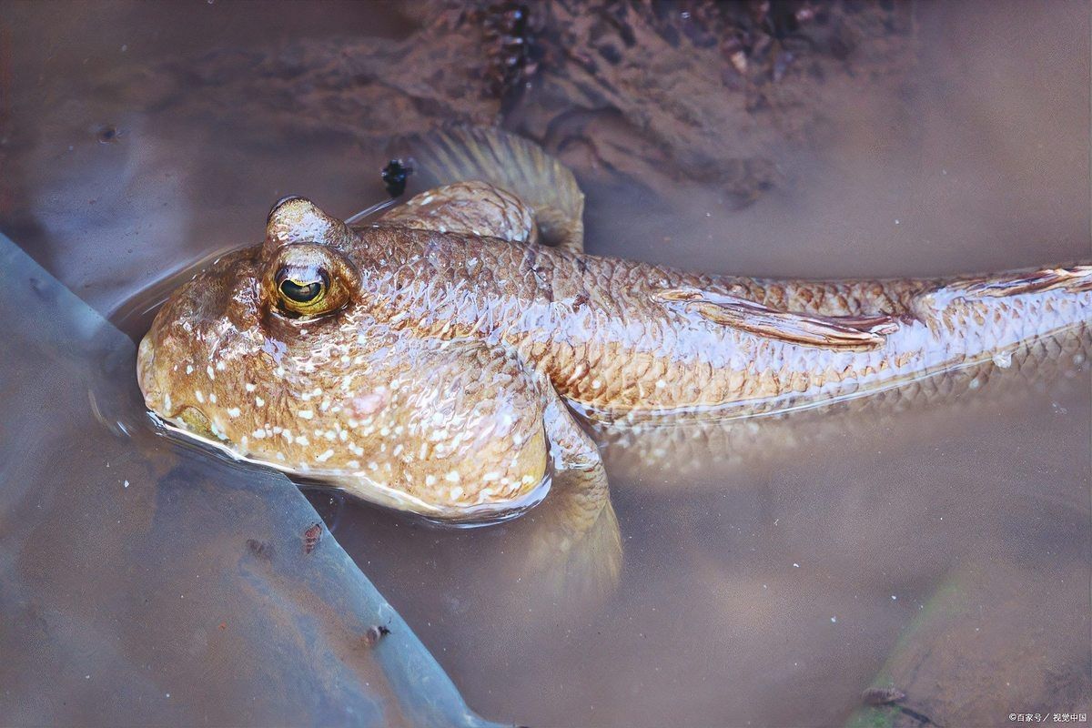彈涂魚可以用淡水養(yǎng)嗎|彈涂魚不能用純淡水直接養(yǎng)殖它屬于淺海近岸魚類 彈涂魚可以用淡水養(yǎng)嗎|彈涂魚不能用純淡水直接養(yǎng)殖它屬于淺海近岸魚類 龍魚論壇 第7張
