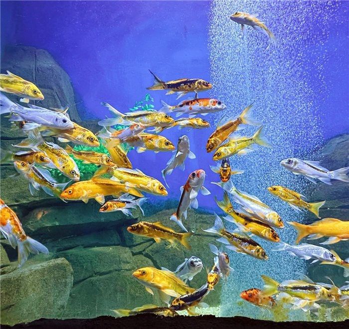 雅安水族店|雅安市雨城區七秒水族館愛企查查雅安市雨城區可麗愛水族館
