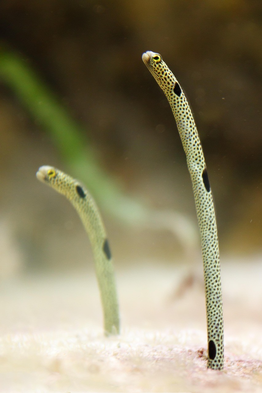 銀龍魚突然死了寓意|《跳的魚魚被視為了財富的象征》