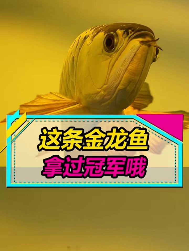 金龍魚冠軍血統的價格是多少？|金龍魚冠軍血統有哪些知名品種金龍魚冠軍血統有哪些 金龍魚冠軍血統的價格是多少？|金龍魚冠軍血統有哪些知名品種金龍魚冠軍血統有哪些 龍魚百科 第1張