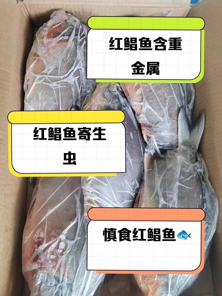 紅鯧魚為何要少吃一點|養(yǎng)殖紅鯧魚的注意事項